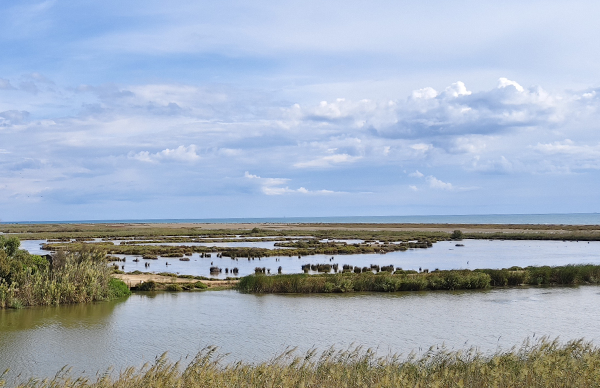 The Wadden Sea–Weser Estuary is the only German pilot region in the EU project COAST-SCAPES. Hereon will coordinate the research activities in this area. Photo: Hereon/Wei Chen