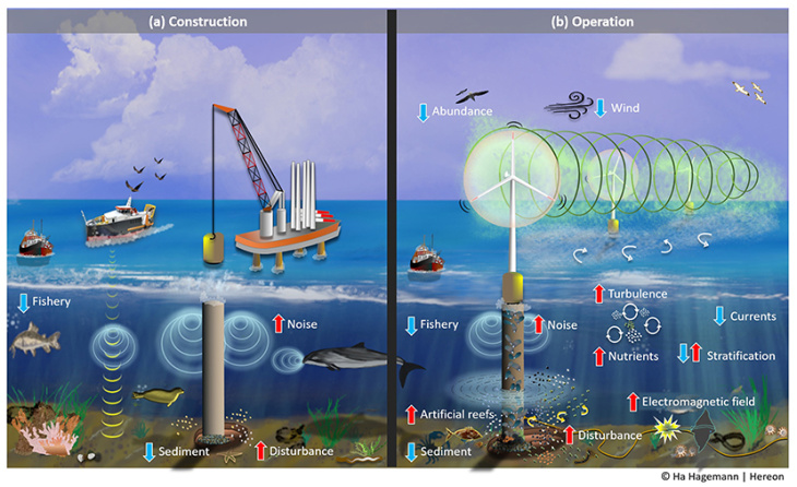 Offshore wind turbines have effects on the environment and ecosystems during (a) their construction, and (b) when they are in operation. Blue arrows represent a decrease in a specific process and red arrows indicate an increase. (Benkort, 2024) OWFeffects2ocean