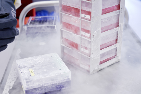 cell stock - cryoconservation