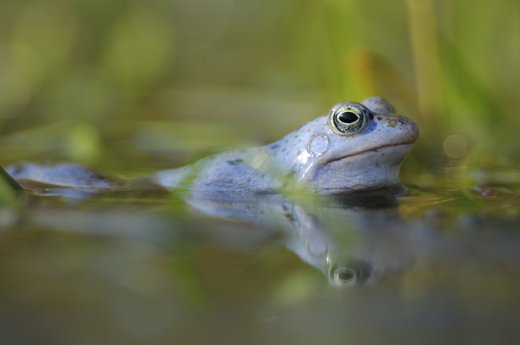 Moorfrosch 