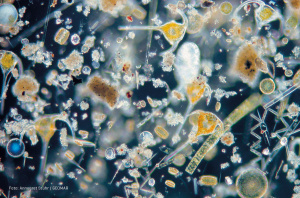 Migrating phytoplankton. Grafik: NatureCC