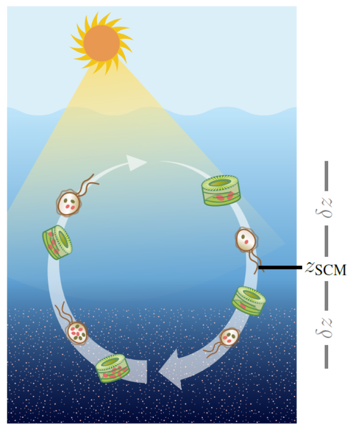 Cycle of phytoplankton migration. Grafik: Wirtz, M. et al. (2022)