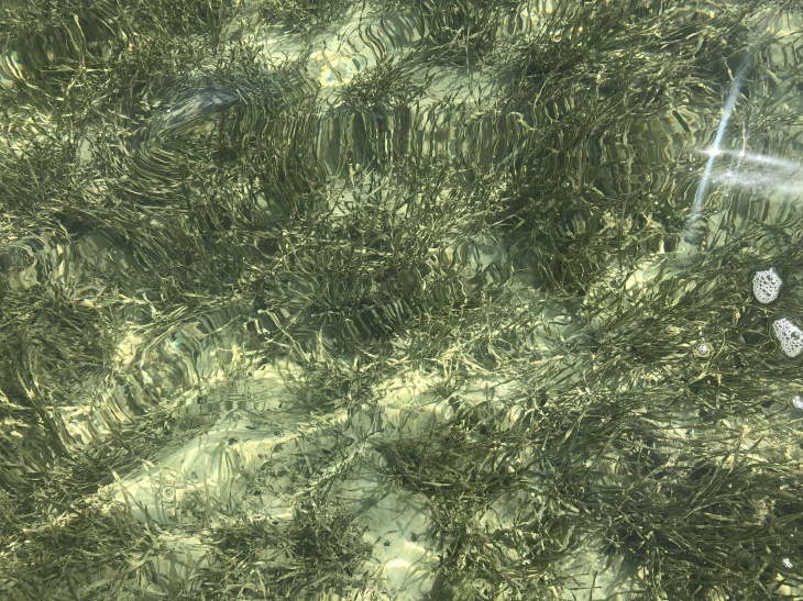 Seegras, hier in Florida aufgenommen, könnte eine Option zur CO2-Speicherung sein. Foto: Hereon/Bryce van Dam