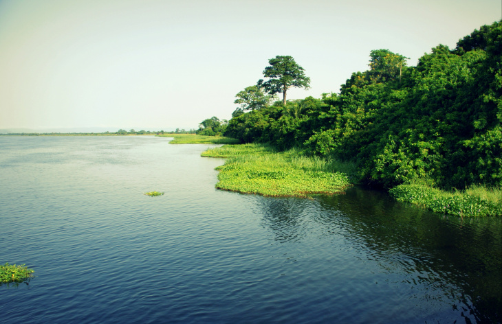 Mangroves Setcard