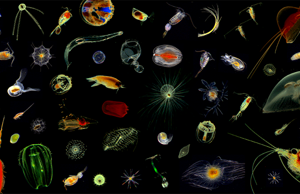 Microcosmos of the ocean: Plankton, imaged in the North Atlantic Ocean.  Credits: Hereon/Klas Ove Möller