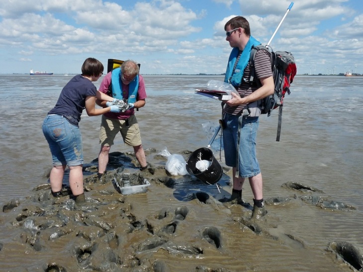 Taking samples in the mudflat.
