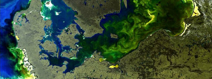 Satellite image: An algal bloom in the Baltic Sea. 