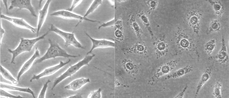 L929 cells