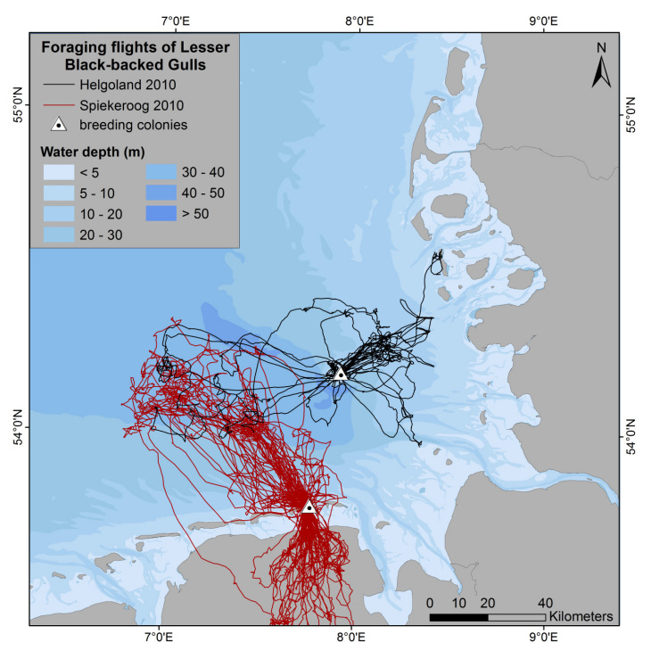 Foraging flights of Lesser Black-backed Gulls (<i>Larus fuscus</i>) from  Helgoland (n = 5) and Spiekeroog (n = 8), in 2010. -image: Stefan Garthe /FTZ, Universität Kiel-
