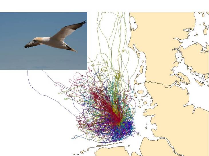 Foraging flights of Northern Gannets (<i>Morus bassanus</i>) from Helgoland (n =13) in 2015. Flight patterns show different foraging hotspots and individual behaviour. Windparks also influence the flight patterns. -image: Stefan Garthe /FTZ, Universität Kiel-