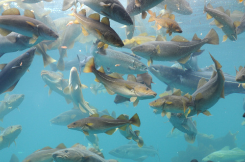 cods/ photo: David Young via fotalia