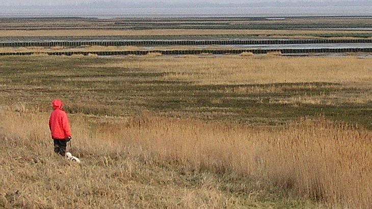 Woman with dog stands in a polder landscape