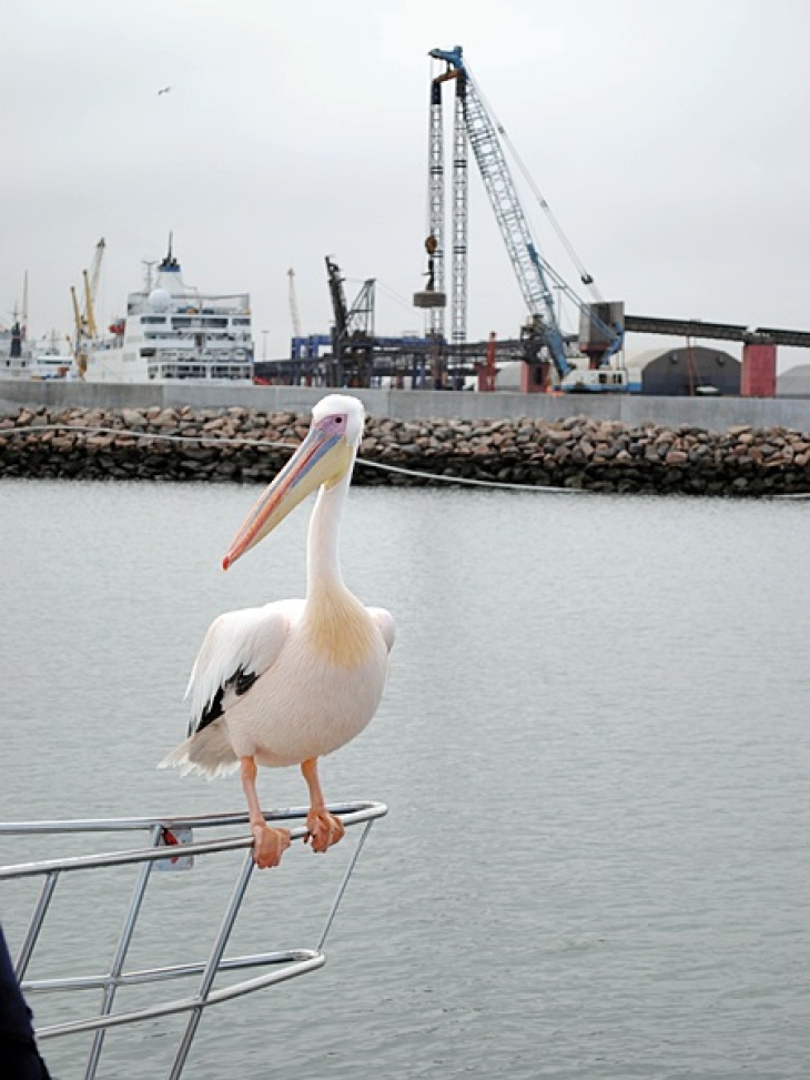Pelikan sitzt auf einem Boot vor dem Hafen