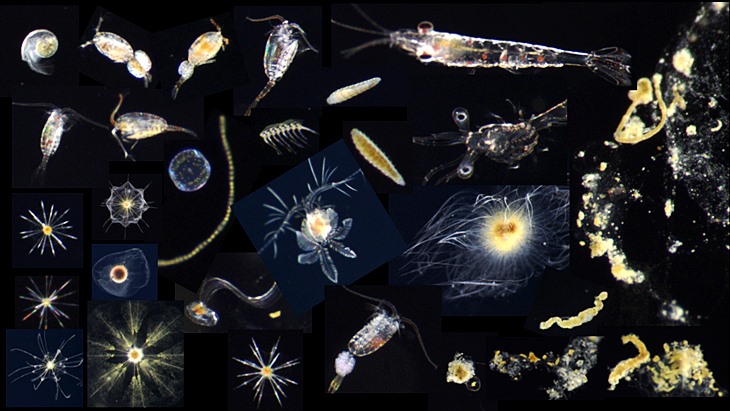 Foto von Zooplankton und Marine Snow