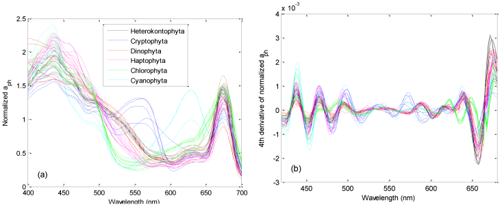 Examples of (a) normalized absorption spectra for different phytoplankton groups with (b) corresponding fourth-derivative spectra. <i>-image: Xi, H.; Hieronymi, M.; Röttgers, R.; Krasemann, H.; Qiu, Z. Hyperspectral Differentiation of Phytoplankton Taxonomic Groups: A Comparison between Using Remote Sensing Reflectance and Absorption Spectra. Remote Sens. 2015, 7, 14781-14805. CC BY 4.0-</i> image phytoplankton absorption spectras.png