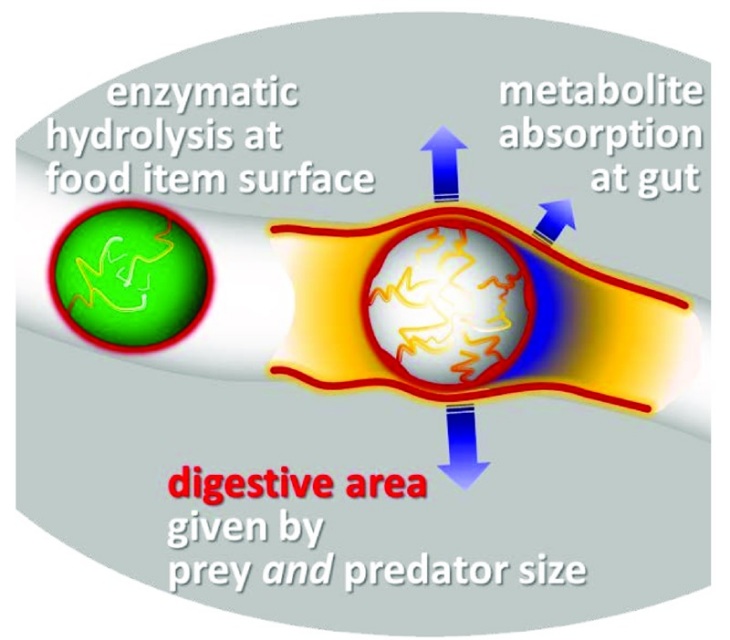 Digestive area determined both by predator and prey size