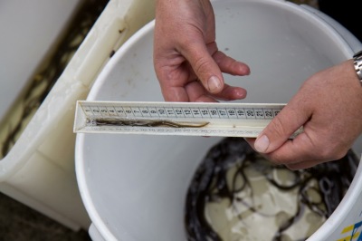 Wissenschaftler machen Betsnadsaufnahme von Aalen