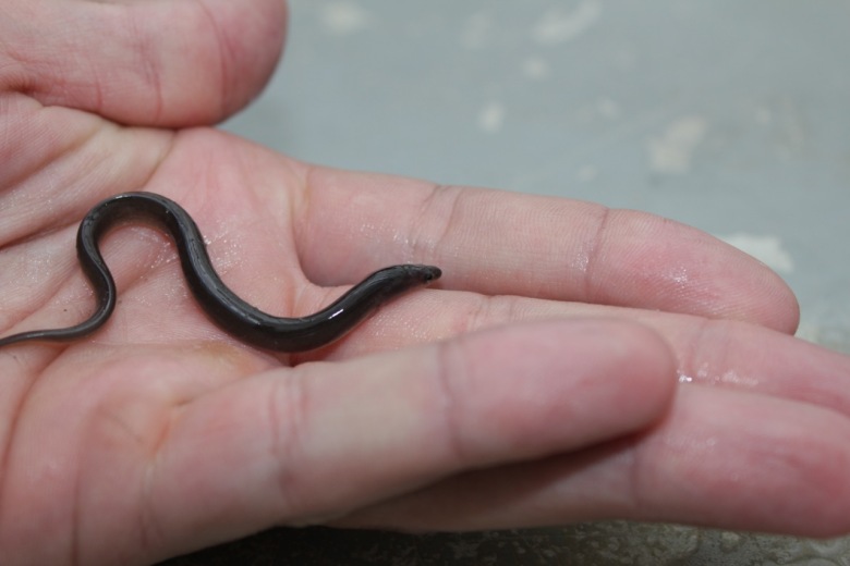small eel on one hand, finger size