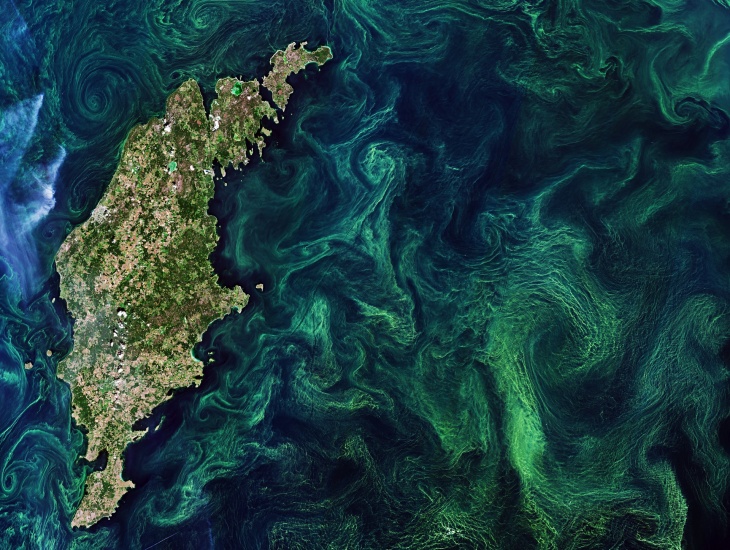 Wirbel von grünen Algenblüten in der Ostsee.  [Bild: enthält modifizierte Kopernikus-Sentinel-Daten
