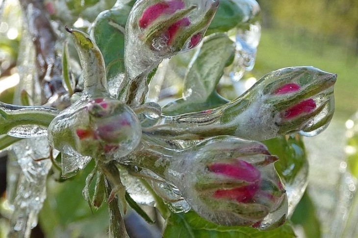 Eisumhüllte Apfelblüten nach nächtlicher Frostschutzberegnung