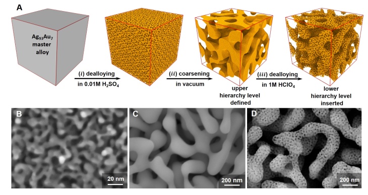 Experiment on the self-organization of the material: (A) Schematic illustration of the preparation route. The master alloy is first immersed in diluted sulphuric acid (i), which dissolves out about half the silver. The material is then heat-treated for coarsening (ii) and finally the remaining silver is washed out (iii). What remains is a hierarchically structured gold with two distinctly different strut sizes. Scanning electron microscope images showing the microstructures of (B) nanoporous Ag-Au, (C) coarsened nanoporous Ag-Au and (D) hierarchical nanoporous Au.