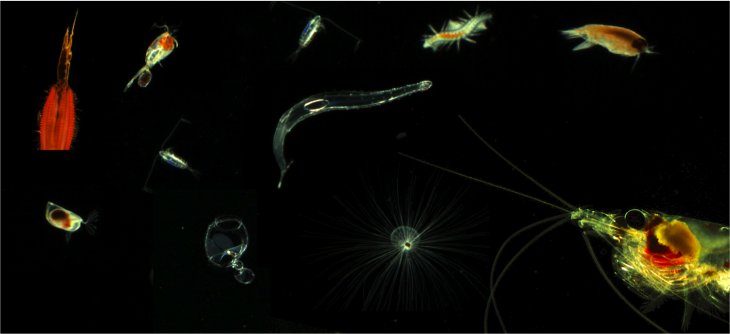 Collage von Plankton-Organismen im Nordatlantik, aufgenommen mit einem VPR-Gerät. 