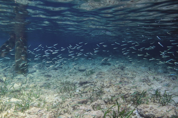 After spawning, some fish species are dependent on the currents to transport their eggs to other regions, where the young fish can mature. Photo: iStock/yannp Shoal of fish