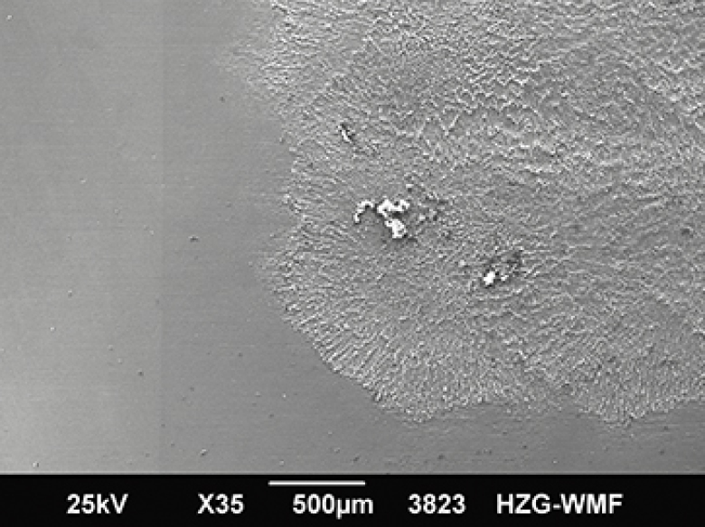 These images were taken with a scanning electron microscope. Photo: Zina Kallien et al.